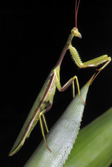 Louva-a-deus brachyptera (Cardioptera brachyptera) | Praying mantis