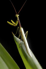 Louva-a-deus brachyptera (Cardioptera brachyptera) | Praying mantis