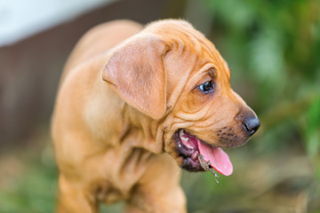 portrait of a Rhodesian Ridgeback puppy