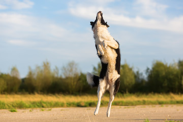 border collie jumps for a thrown treat