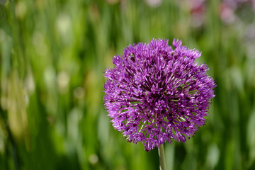Fototapeta premium Zierlauch (Allium sp.)