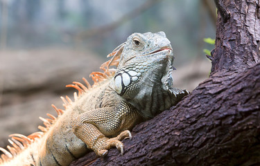 Grüner Leguan