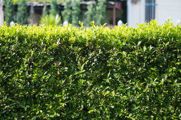 Green leaves wall background, plant on the wall
