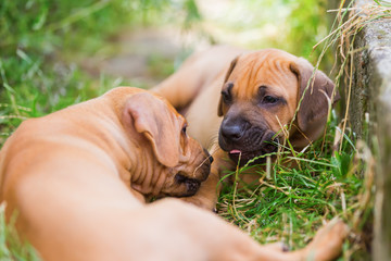 two Rhodesian Ridgeback puppies romp outdoors