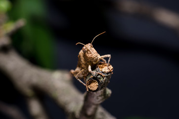 Grasshopper on branch