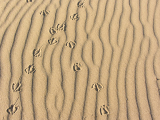 seagull footprints on yellow sand from an Italian beach