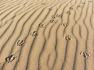 seagull footprints on yellow sand from an Italian beach