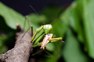Mantis religiosa eating grasshopper
