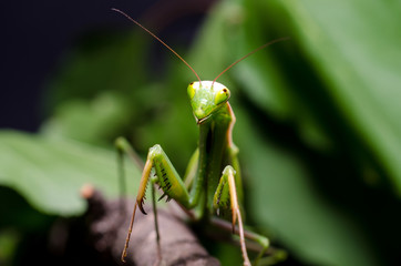 Mantis religiosa.