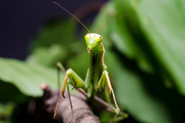 Mantis religiosa.