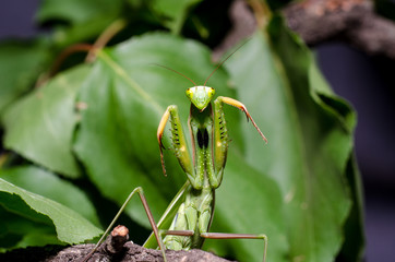 Mantis in Defensive Stance