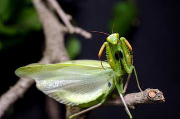 Mantis in Defensive Stance
