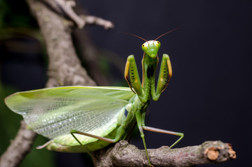 Mantis in Defensive Stance