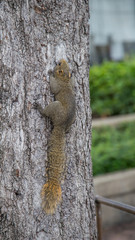 Squirrel on the tree