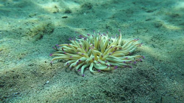 Sea anemone underwater in the Mediterranean sea, a golden anemone, Condylactis aurantiaca, on a sandy seafloor, Catalonia, Cap de Creus, Cadaques, Costa Brava, Spain, 60fps