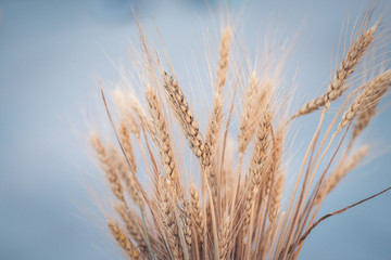 Wheat ears isolated on a white background.
