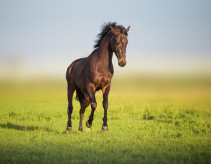 Bay horse runs in the green field