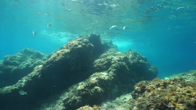 Underwater scene with rocks and seabream fish in shallow water in the Mediterranean sea, Banyuls sur Mer, Vermilion coast, Pyrenees Orientales, Roussillon, France, 60fps
