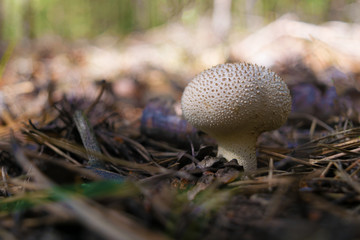 Edible mushroom gray Puff-Ball growing in the forest among needles. Close up. Blurry background.