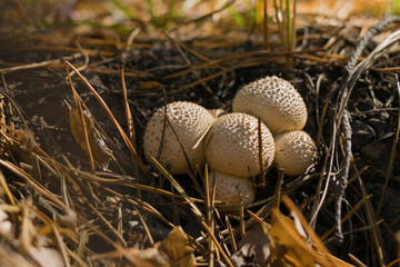 Group of edible mushrooms gray Puff-Ball growing in the forest among needles. Close up