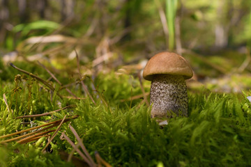 Edible mushroom brown Boletus growing in the forest among green moss and needles. Close up. Blurry background.