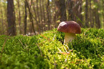 Edible mushroom brown Boletus growing in the forest among green moss and needles. Close up. Blurry background.