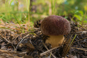 Naklejka na ściany i meble Edible mushroom brown Boletus growing in the forest among green grass and needles. Close up. Blurry background.
