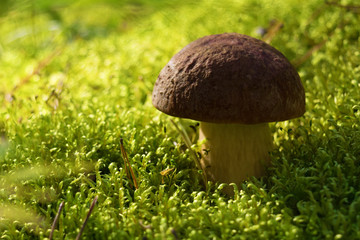 Edible mushroom brown Boletus growing in the forest among green moss. Close up. Blurry background.