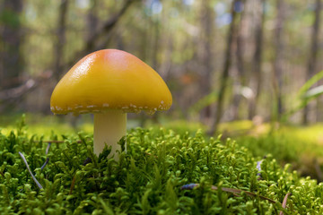 Poisonous mushroom Yellow Amanita growing in forest among green moss. Close up. Blurry background.