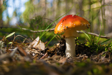 Poisonous mushroom Red Amanita growing in the forest among green moss, grass and needles. Close up. Blurry background.