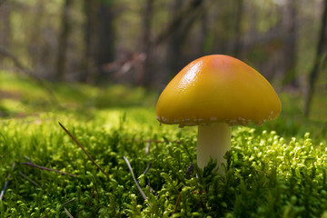 Poisonous mushroom Orange Amanita growing in forest among green moss. Close up. Blurry background.