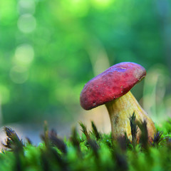 hortiboletus rubellus mushroom