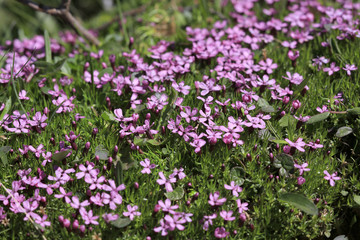 Stängelloses Leimkraut  (Silene acaulis), Blüten