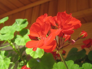 Герань красная