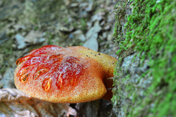 fistulina hepatica mushroom