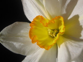 Коронованный 