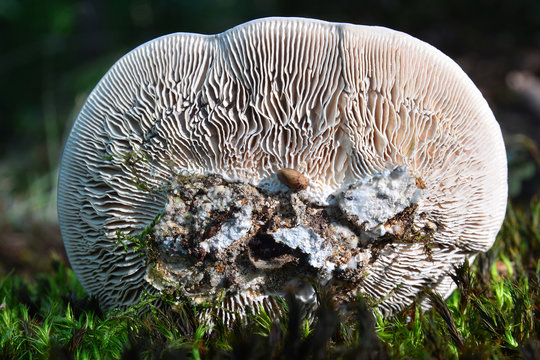 lenzites betulina mushroom