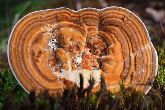 lenzites betulina mushroom