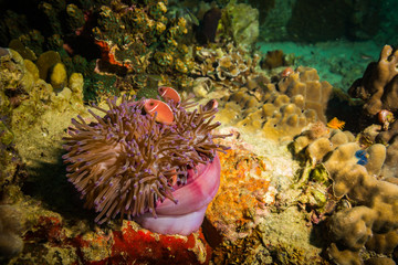 Anemone