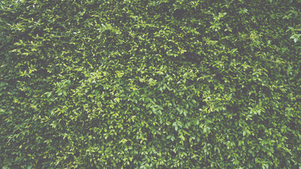 green leaf plant wall