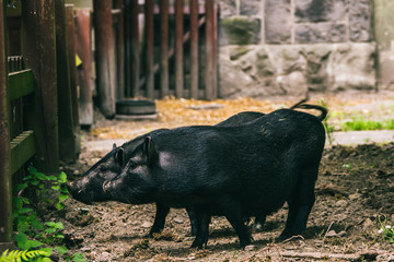 świnki wietnamskie na wybiegu w zoo