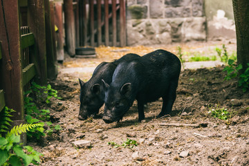 świnki wietnamskie na wybiegu w zoo