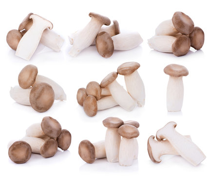 King oyster mushroom Pleurotus eryngii on white background