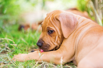 portrait of a Rhodesian Ridgeback puppy