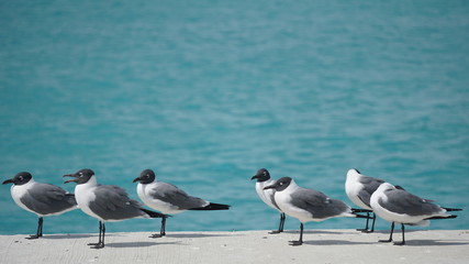 Sea Gulls