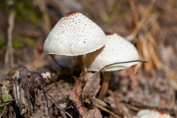 Mushroom picking, woods, harvest, green look