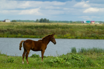 Grazing foal on a summer day