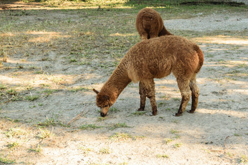 brown alpaca (Vicugna pacos) family grazing in the nature