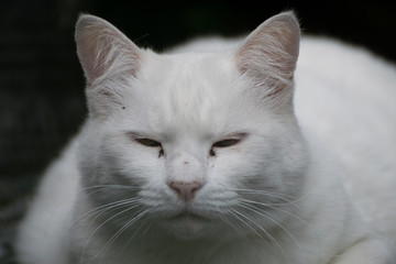 Lazy white cat