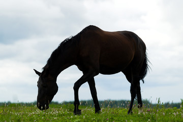 Fototapeta premium Breeding horse in the pasture